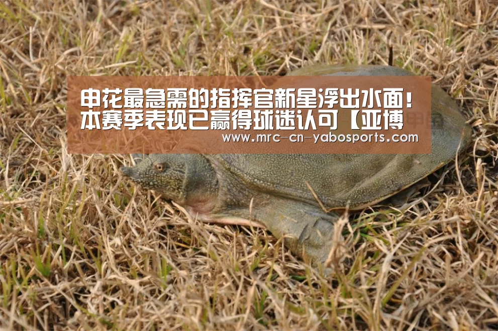 申花最急需的指挥官新星浮出水面!本赛季表现已赢得球迷认可【亚博体育登录】(图1) 亚博体育APP下载